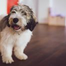 KAPRYS Futrzaki Bałtyku FCI