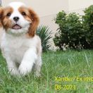 Xander Ex imo Corde (FCI)