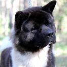 Triumf Sibiri VAIS VSEGDA PERVIY