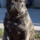 CHARMAINE Pogodny Duszek