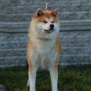 Hanako go Kazan No Machi