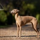 PATRICIA MIELAS KUPIDONAS