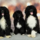 Cassandra Princess Estrela de Agua