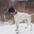 ADELE BESKYDY POINTER VILLAGE 