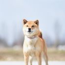 Chonbo z Zakątka Izi