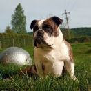 Mystique Diamond FCI X-MAS GLORIA 