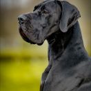 RUBEN Perseidy Kasjopei FCI