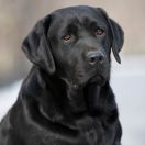 IRISLAV FASHION REVOLUTION