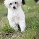 GABI Raciborski Puch