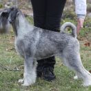 Northern Storm Artax's Angels (C.I.B. & Multi Ch.)