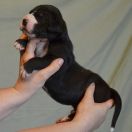 SYRINGA Czar Olbrzyma 