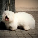 AURA Lwie Serce z Międzylesia