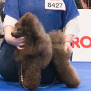 I'M THE VICTORIOUS QUEEN OF SHEBA Czarna Fuga