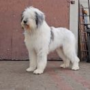 GLAMOROUS DESTINY Collis Amores 