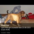 Adelphe Szlachetna Sfora