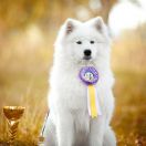 DANIKA DAILY HOLIDAY 