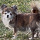 CH.PL, Grand CH.PL ZOE TESORO DE LOS AZTECAS Z Ogrodu Fauny FCI