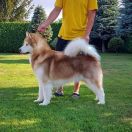 Fluffy Hugs Nordic Red Art