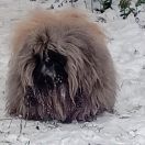 Paul Wellington Iz Mira Feretty 