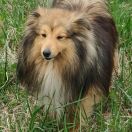 Szekspir z Kojca Coli