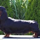 G.O.T EDDARD Long and Lovely 