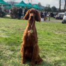 BON AMOUR All Irish Gold