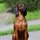 Dziara z Krainy Przodków FCI