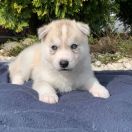 Lexus z Bratkowej Ohany