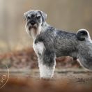 JIMI HENDRIX Wise Lord Lija Fci