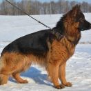 REPRODUKTOR ZENITH VOM FRANKENGOLD