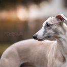 Mila Moja Frodo [imp. NOR]