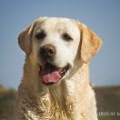 HOLSTEP'S MIND - BREAKER