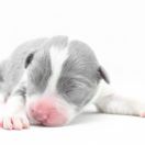 CRAZY BLUE Natalaland