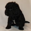 KOMODO Pies dePerro (FCI)