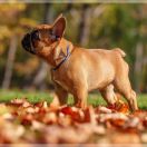 TELIMENA Hokus Pokus z Perlowej