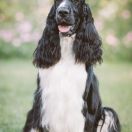 Forcewind Classic Black Pearl 