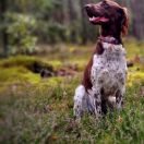 FRIDA FRANKONA SFORA FCI