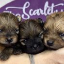 CREME BRULEE the Scarlet Hill