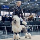 Daytona No Limits Viserion FCI