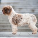 Fairray 'n Zorrazo Added Some Magic