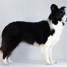 Fasstari (FCI) INTO THE GLOSS