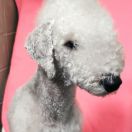 AURORA Garden Calypsa (Ciri)