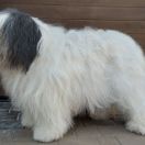 MELISA Z AGAPONU FCI