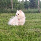 Tsertseya Moya Mechta (Toy)