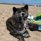 Arashi Raionkingu (FCI)