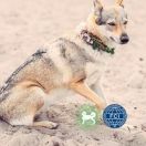 TRANQUILA PATA DE PLATA Atropa Bella Donna