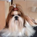 Chesvet Line MUST BE STAR