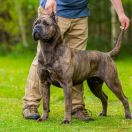 TOOTSIE Del-Orte M.L FCI