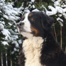 BONNIE TYLER Tasmańska Elitte 