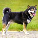 SOUUN NO KUROMARU GO ASHIKAGA SOUUNSOU